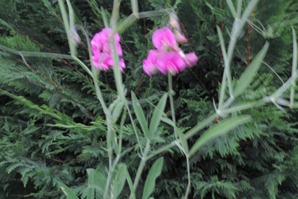 rampicante: Lathyrus sp. (Fabaceae)
